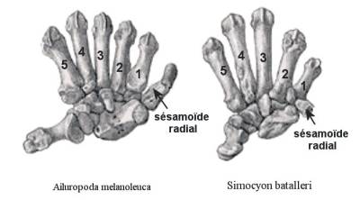 Os de la main chez Ailuropoda melanoleuca (panda) et Simocyon batalleri