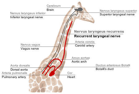 Circuit du nerf laryngé chez la girafe